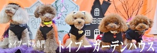 poodle2.jpg